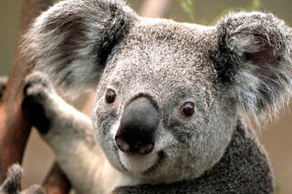 Koala43